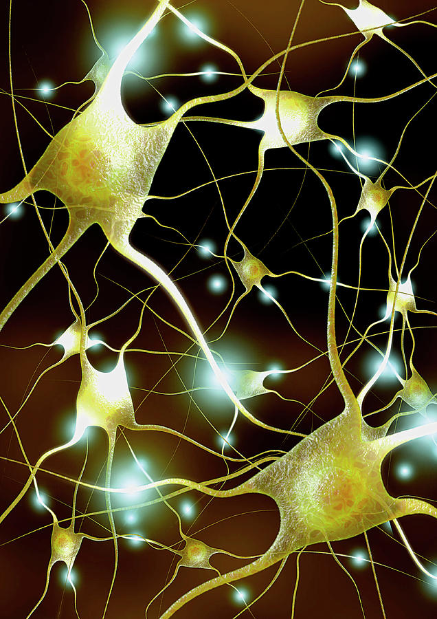 Nerve Cells Photograph by Thierry Berrod, Mona Lisa Production/ Science Photo Library