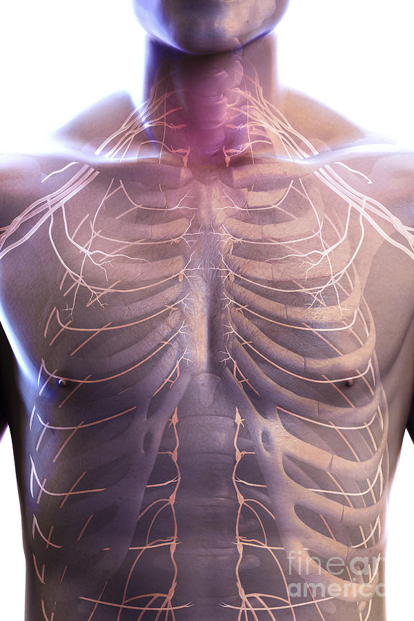 Nerves Of The Chest Photograph by Science Picture Co