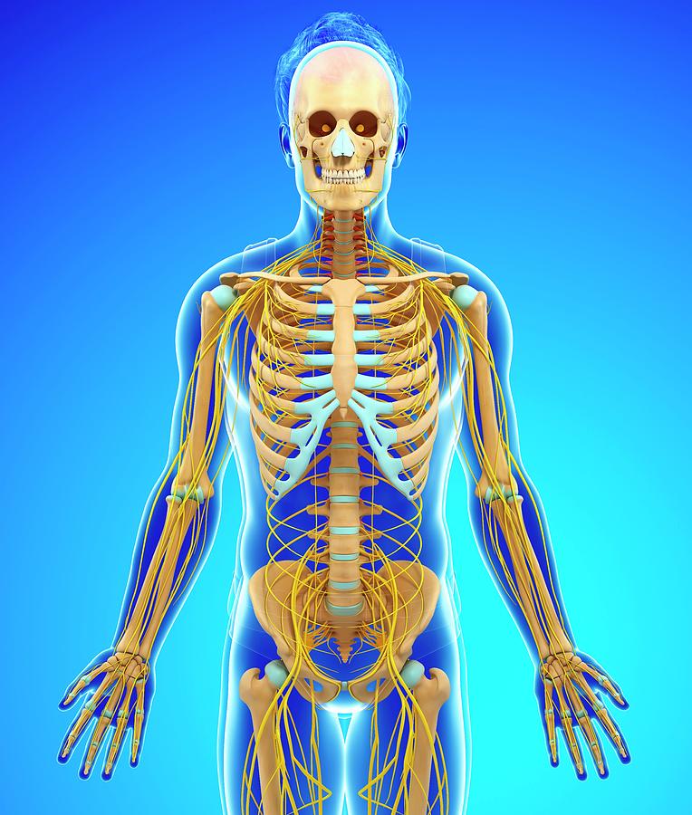 Nervous And Skeletal System by Pixologicstudio/science Photo Library