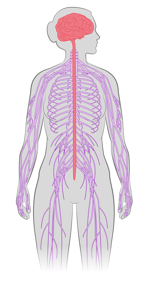 Nervous System, Illustration Photograph by MedicalWriters