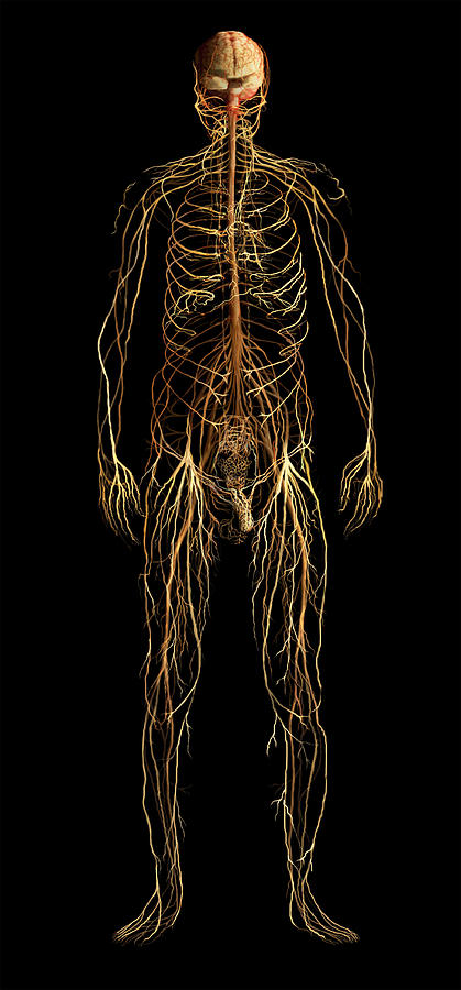 Nervous System, Male Figure Photograph by Anatomical Travelogue