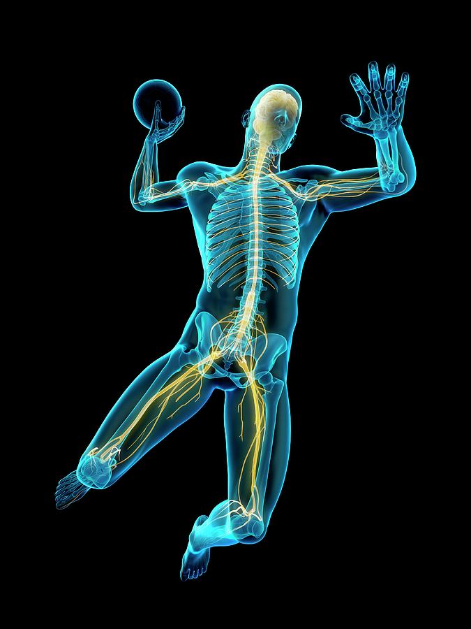 Nervous System Of Handball Player Photograph by Sebastian Kaulitzki ...