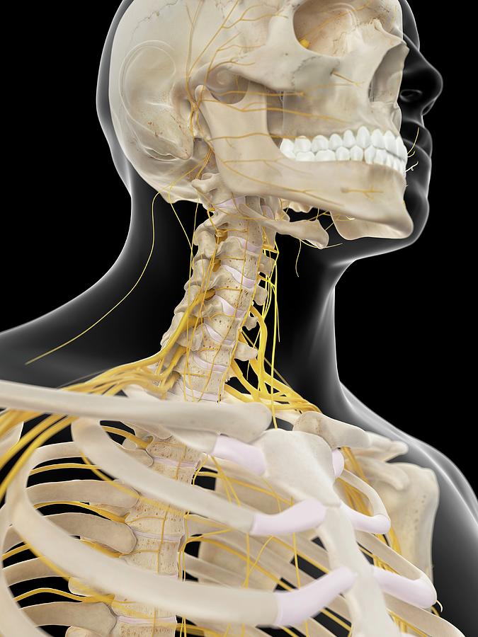 Nervous System Of Neck by Sebastian Kaulitzki/science Photo Library