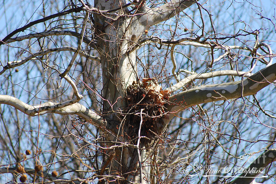 Nest 20120314_130a Photograph by Tina Hopkins