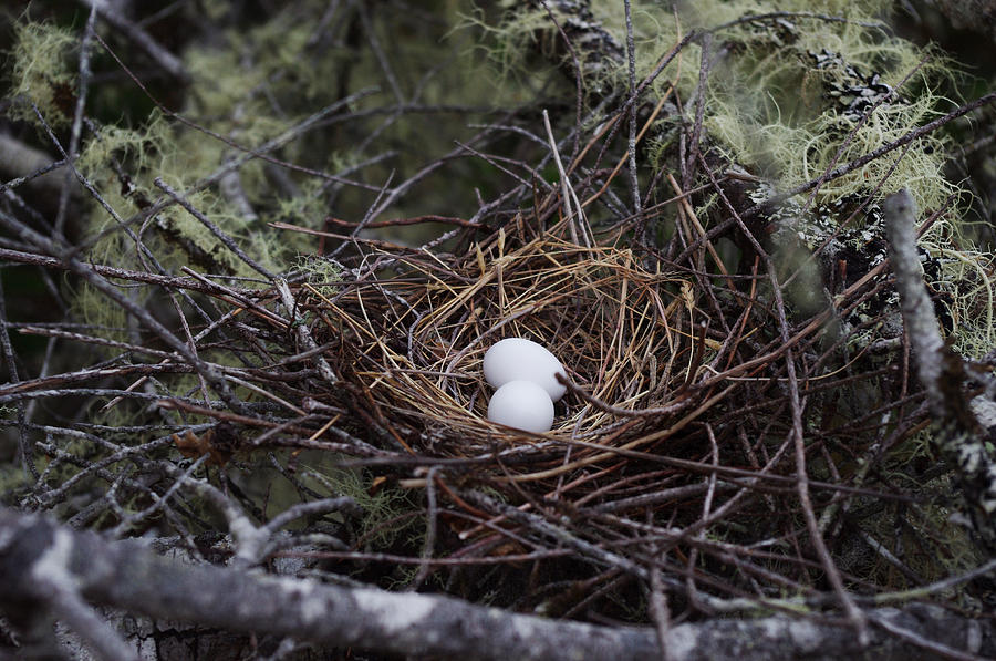Nest And Eggs Photograph by Adria Trail
