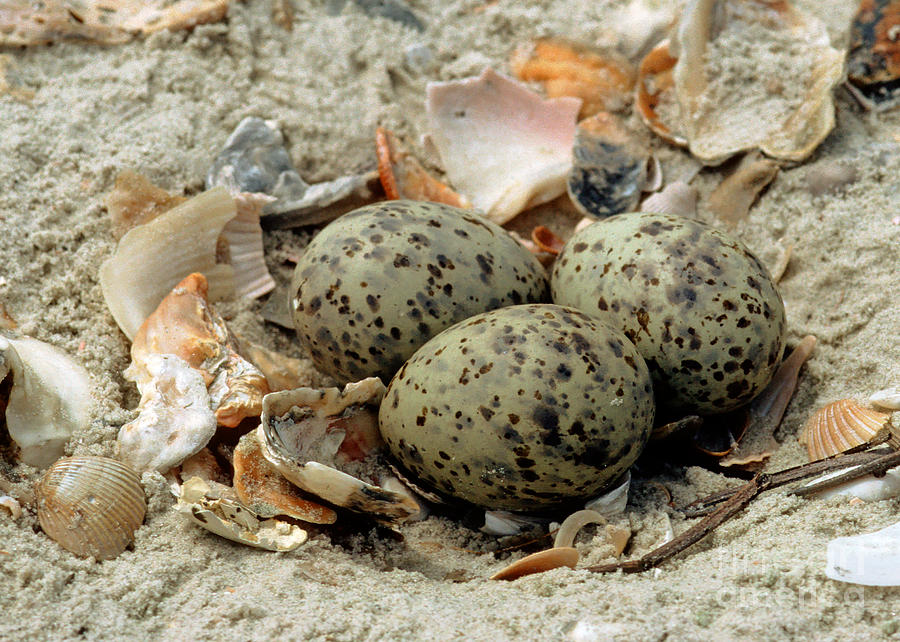 Nest And Eggs Of A Gull-billed Tern Photograph by Millard H. Sharp