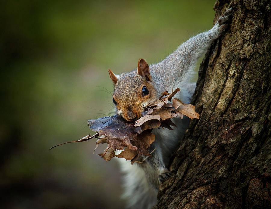 Wildlife Photograph - Nest Building Squirrel by Michael Castellano
