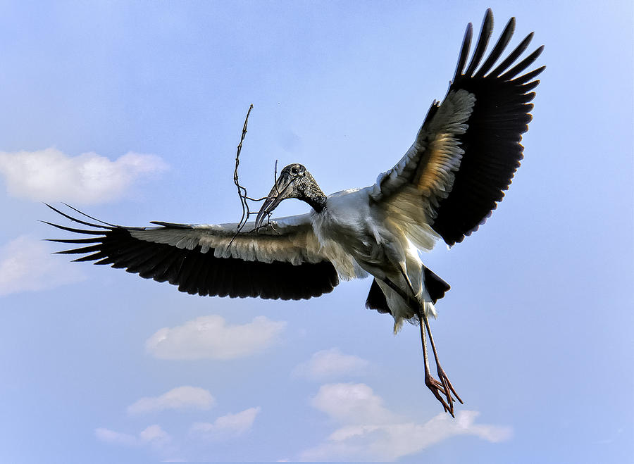 Nest Building Woodstork Photograph by Donald Brown