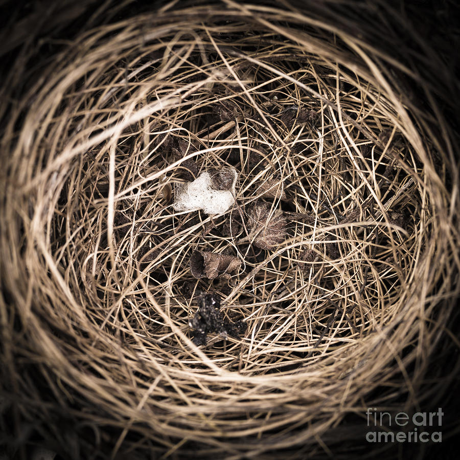 Nest Photograph