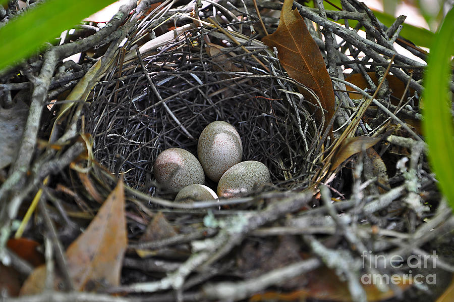 Nest Eggs Photograph by Al Powell Photography USA