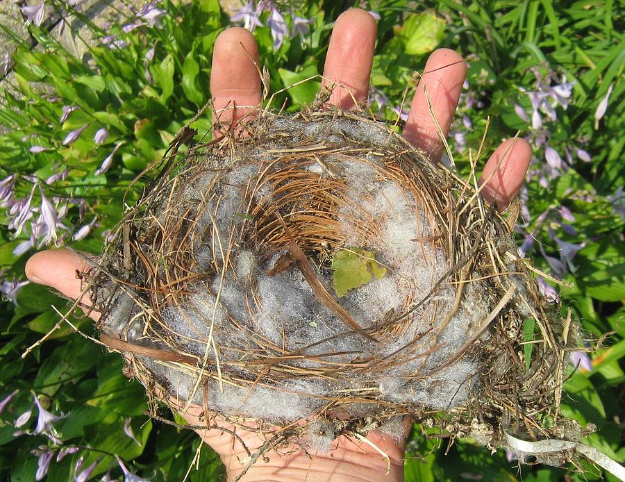 A Nest In Hand Photograph by Bruce Carpenter