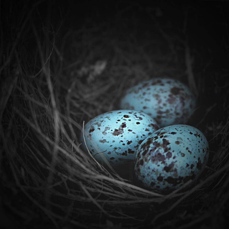Bird Photograph - Nest of 3  by Trish Mistric
