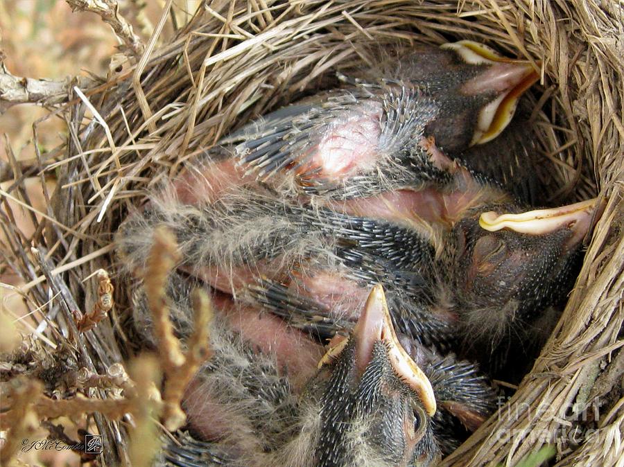 Nest of American Robins Photograph by J McCombie