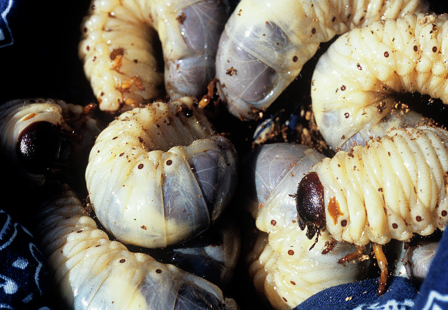 Nest Of Beetle Grubs Photograph by Sinclair Stammers/science Photo Library