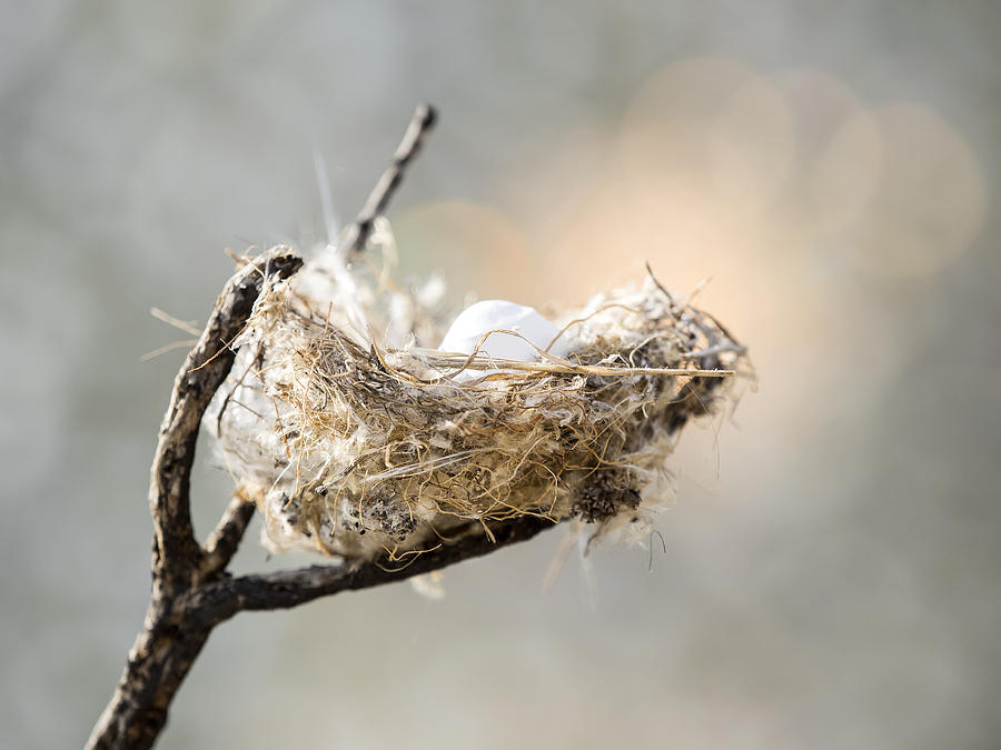 Nest of bird on a branch Photograph by Jose A. Bernat Bacete