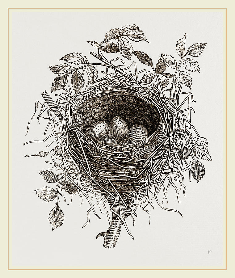 Nest Of Butcher-bird Drawing by Litz Collection. 
