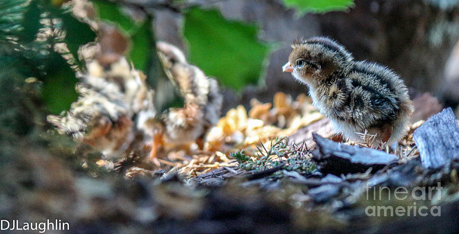 Nest of California quail chick Photograph by DJ Laughlin