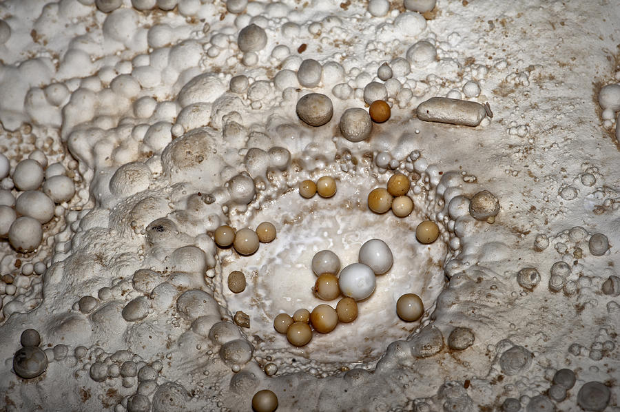 Nest of Cave Pearls Photograph by Melany Sarafis