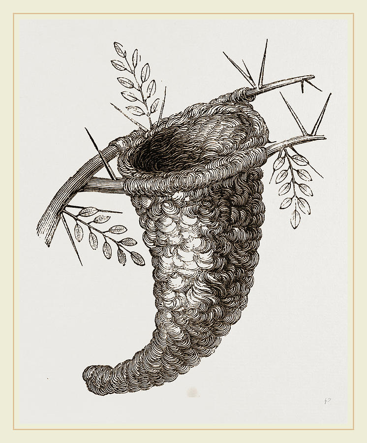Flycatcher Drawing - Nest Of Flycatcher by Litz Collection