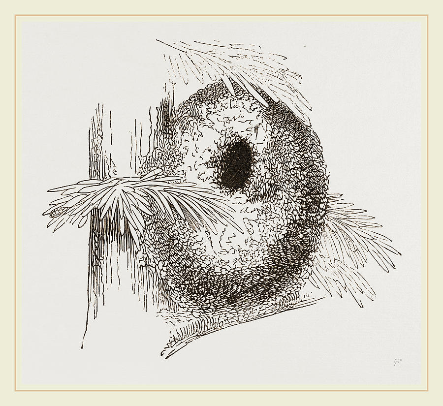 Nature Drawing - Nest Of Long-tailed Titmouse by Litz Collection
