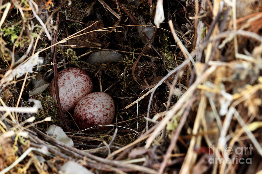 Nest with Wrens Eggs Photograph by Stephanie Frey