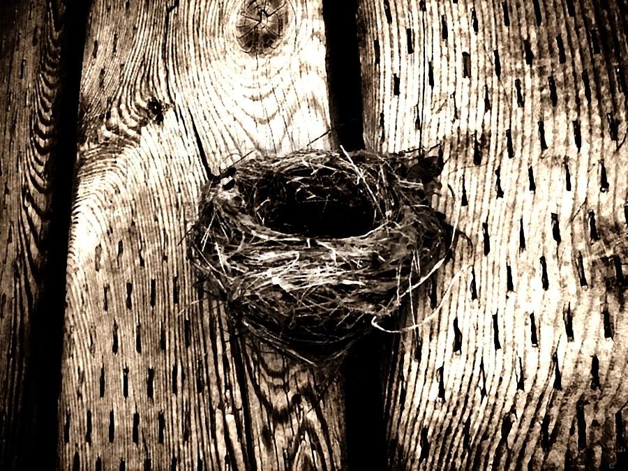 Nest Photograph by Zinvolle Art