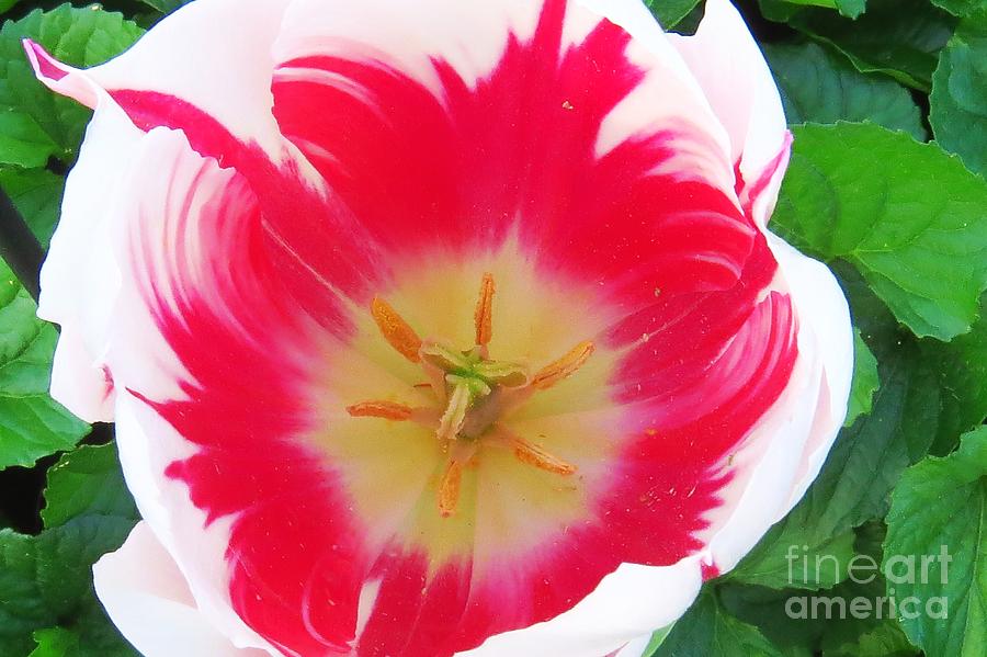 Nested Candycane Tulip Photograph by Scott Cameron