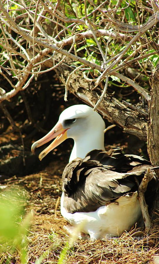 Nesting Albatross Photograph by Craig Wood