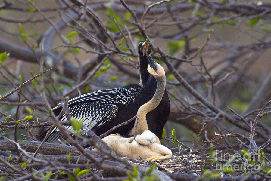 Nesting Anhingas Photograph by Mark Newman