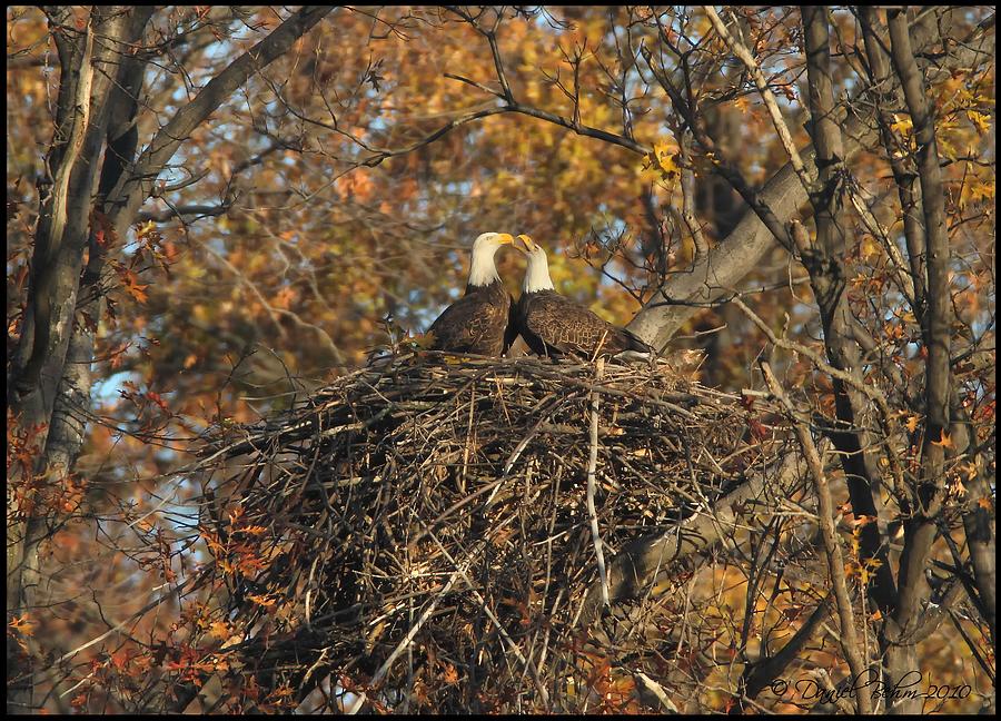 Nesting Bald Eagles Photograph by Daniel Behm