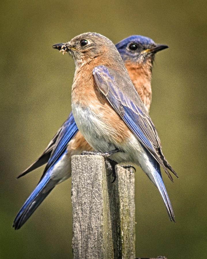 Nesting Bluebirds Photograph By Betty Arnold - Fine Art America