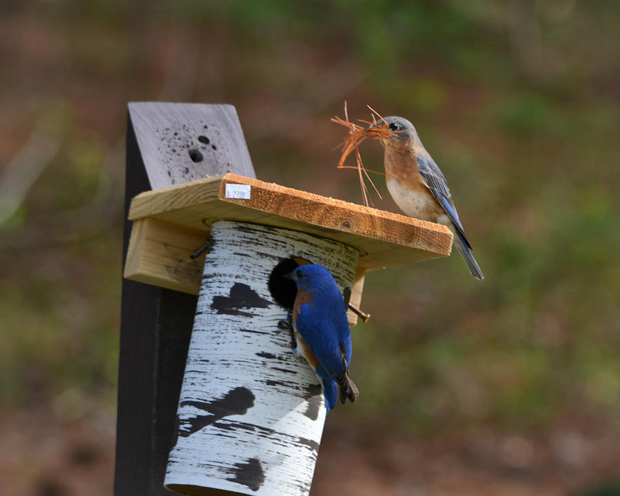 Bluebird Photograph - Nesting bluebirds by Mary Zeman