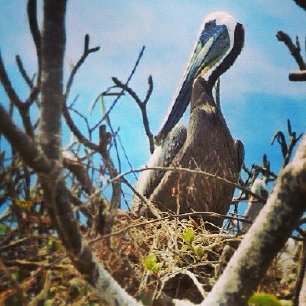 Pelican Photograph - Nesting Brown Pelican by Susan Scherr
