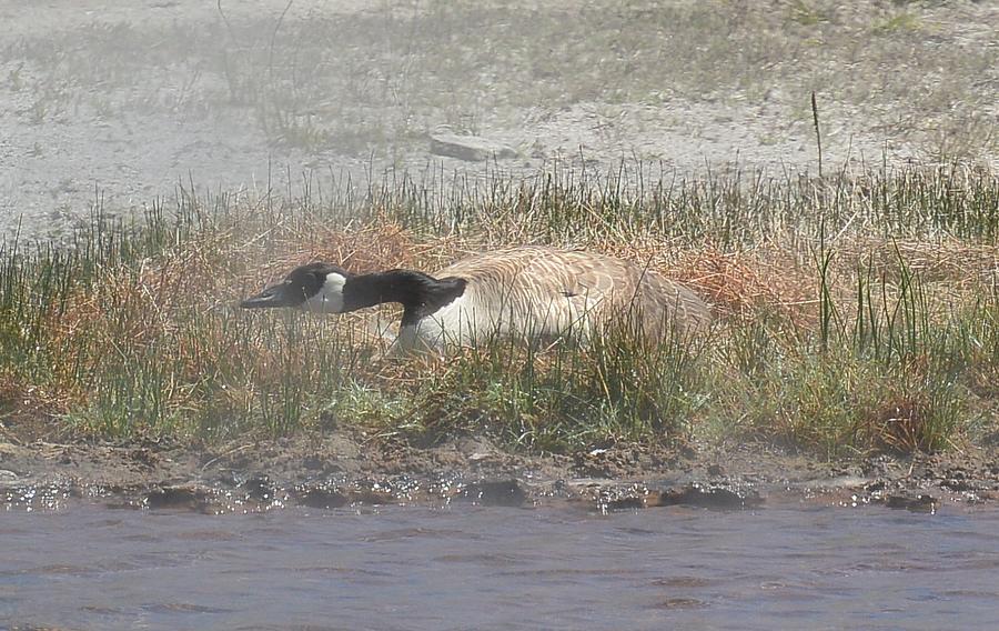 Wildlife Photograph - Nesting Canadian Goose by Patricia Feind