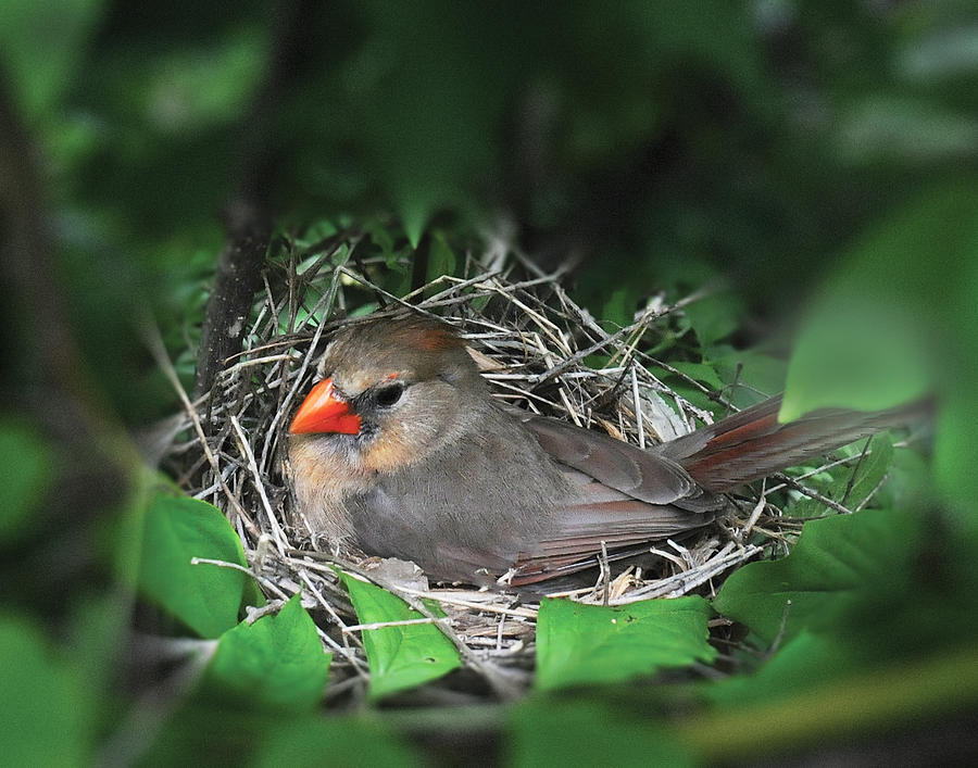 Nesting Cardinal Photograph by Don Wolf