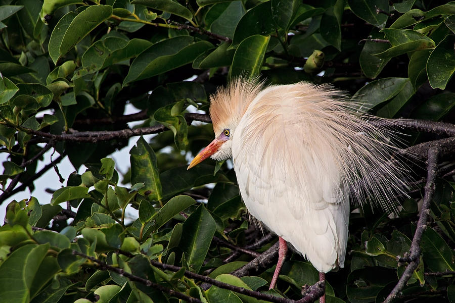 Nesting Cattle Egret Photograph by Theo OConnor