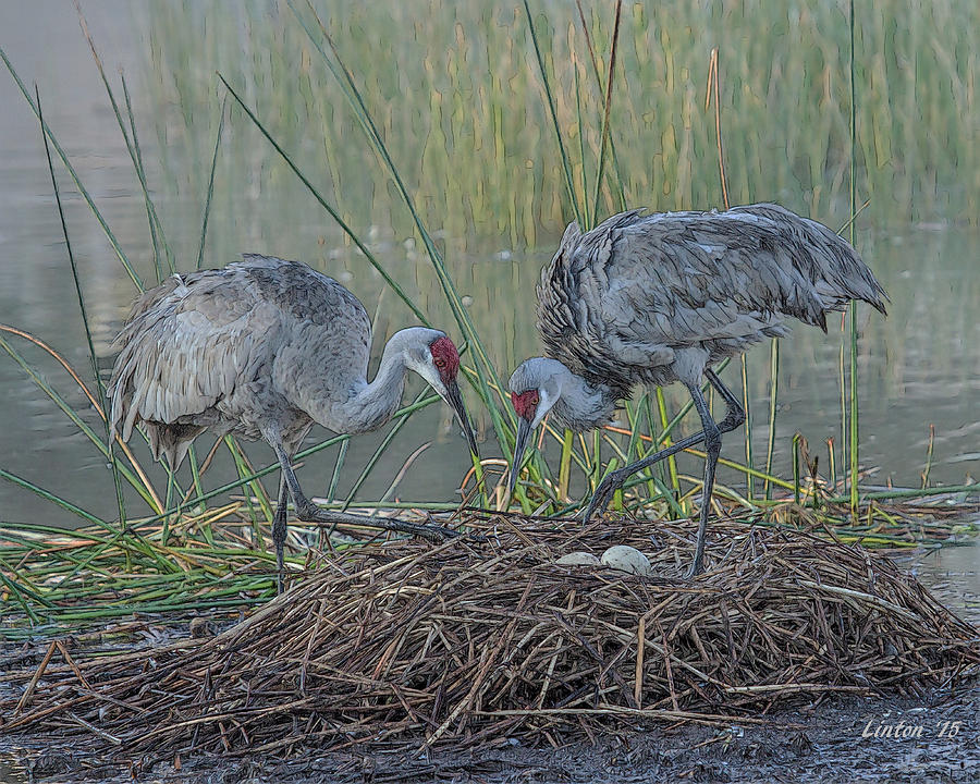 Nesting Cranes Digital Art by Larry Linton