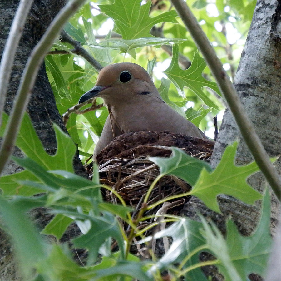 Nesting Dove Photograph by David G Paul