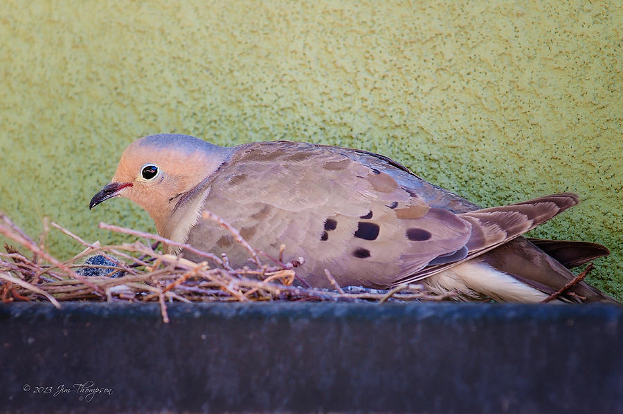 Morning Dove Nesting Photograph by Jim Thompson