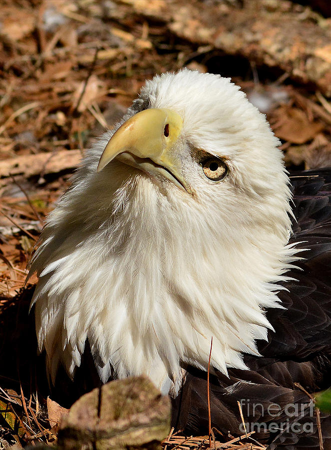 Nesting Eagle Portrait Photograph by Kathy Baccari