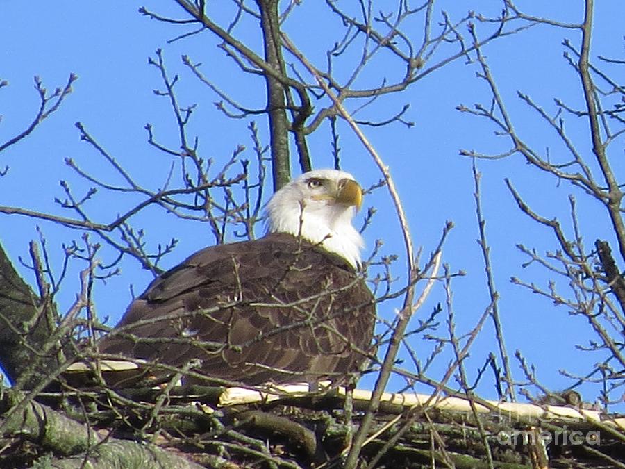 Nesting Eagle Photograph