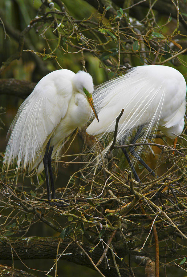 Nesting Egrets Photograph by Michael Petrick
