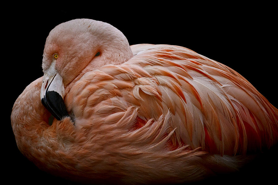 Nesting Flamingo Photograph by Wes and Dotty Weber