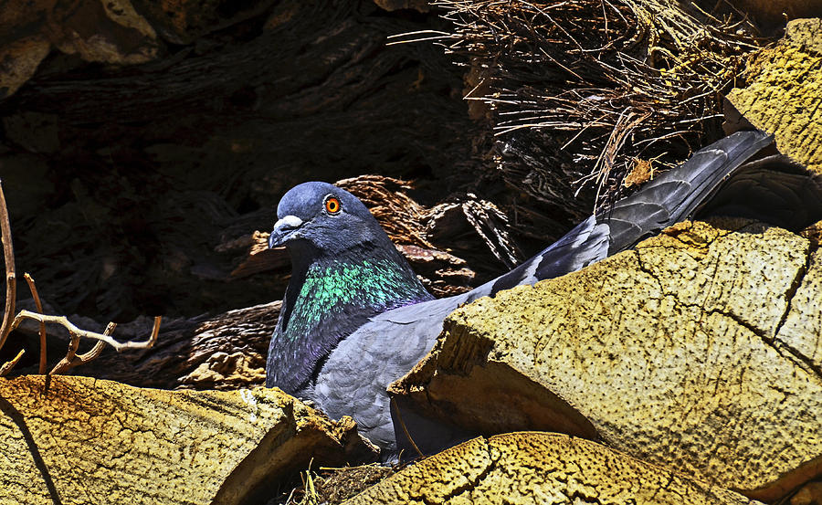Nesting Photograph by George Davidson