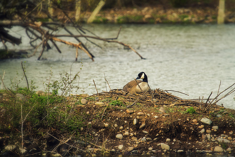 Goose Photograph - Nesting Goose by Belinda Greb