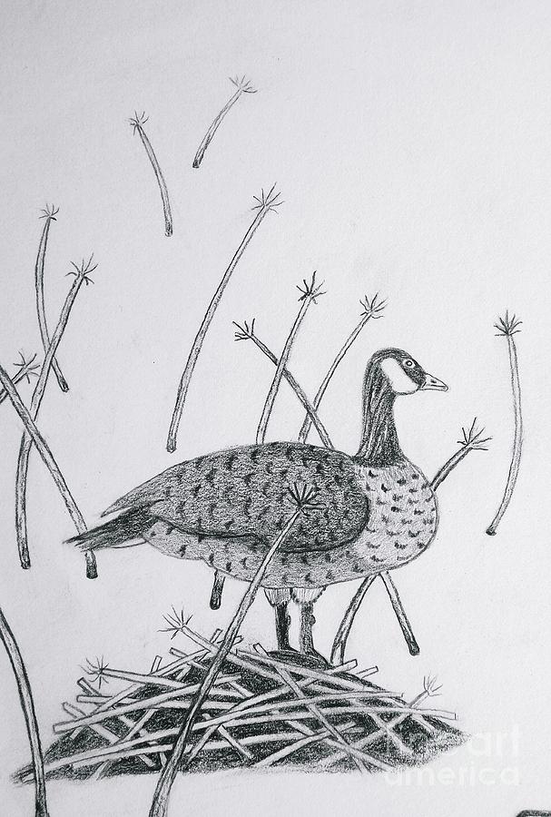 Nesting Goose detail from Canadian Greetings Drawing by Gerald Strine