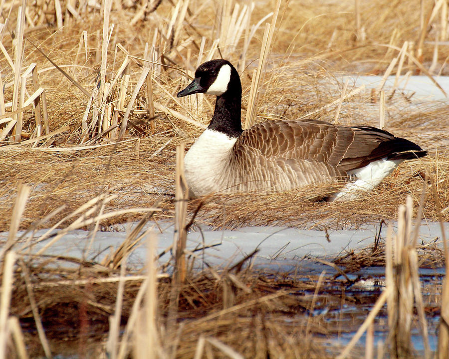 Goose Photograph - Nesting Goose by Thomas Young