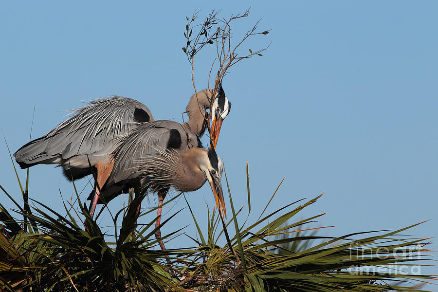 Nature Photograph - Nesting Great Blue Herons by Rick Mann Nature Photograph - Nesting Great Blue Herons by Rick Mann