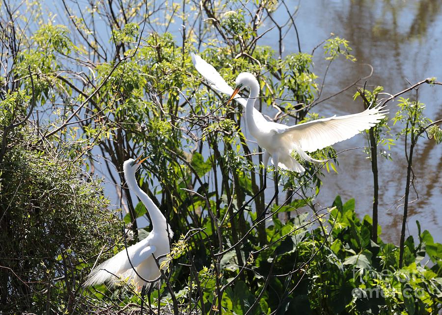 Nesting Great Egrets Photograph by Carol Groenen