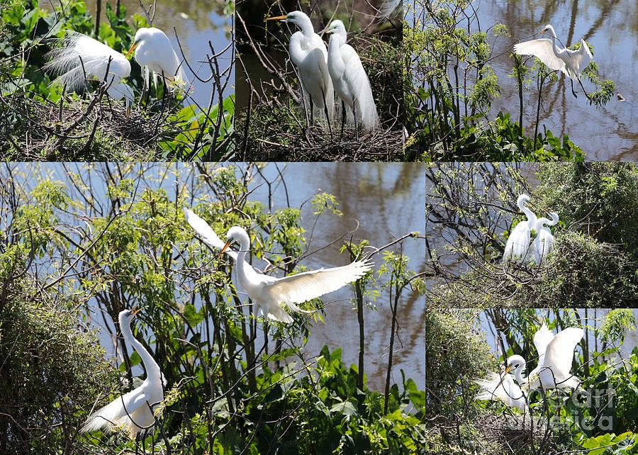 Nesting Great Egrets Collage Photograph by Carol Groenen